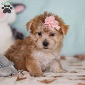 Darla, Morkie / Yorktese Puppy