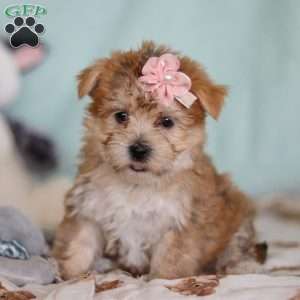 Darla, Morkie / Yorktese Puppy