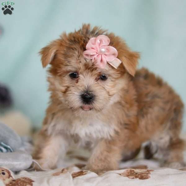 Darla, Morkie / Yorktese Puppy