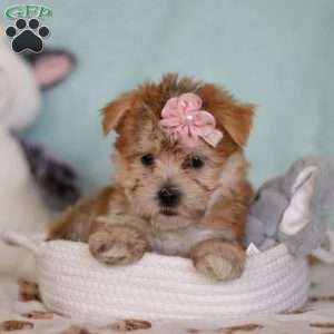 Darla, Morkie / Yorktese Puppy