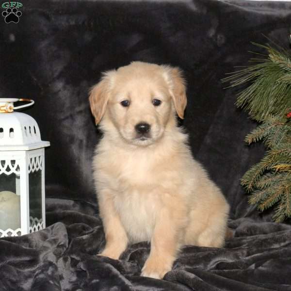 Darla, Golden Retriever Puppy