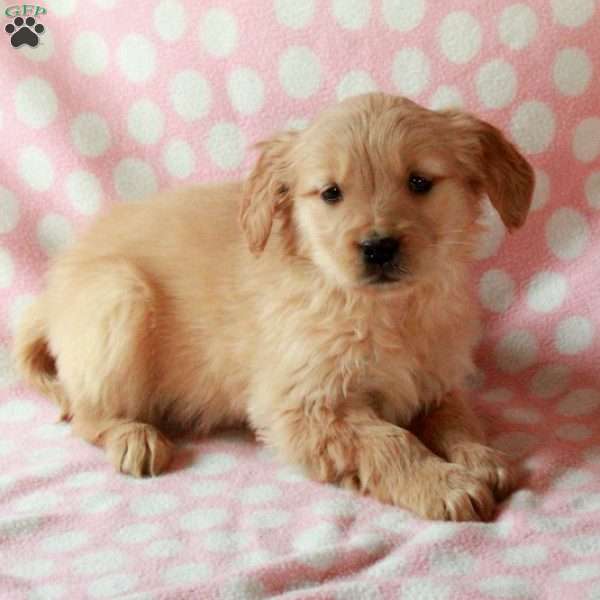 Darla, Golden Retriever Puppy