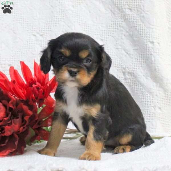 Darla, Cavalier King Charles Spaniel Puppy