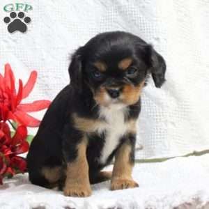 Darla, Cavalier King Charles Spaniel Puppy