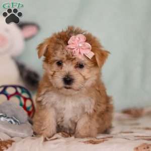 Darla, Morkie / Yorktese Puppy