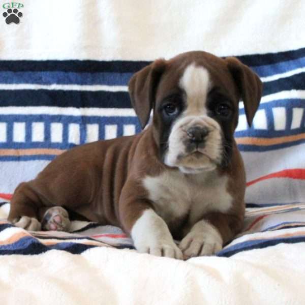 Darling, Boxer Puppy