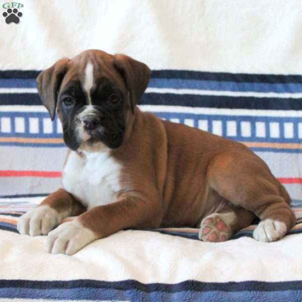 Dash, Boxer Puppy