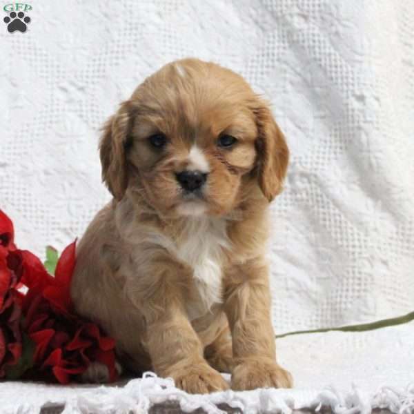 Dash, Cavalier King Charles Spaniel Puppy