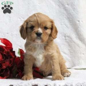 Dash, Cavalier King Charles Spaniel Puppy