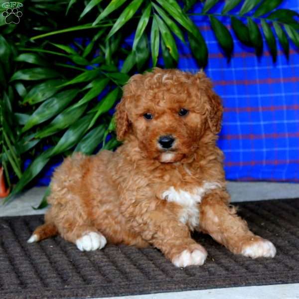 Dash, Mini Goldendoodle Puppy