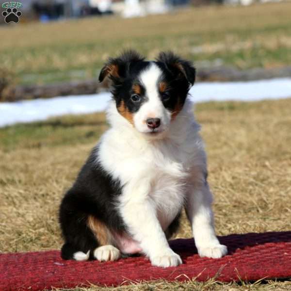 Davey, Sheltie Puppy