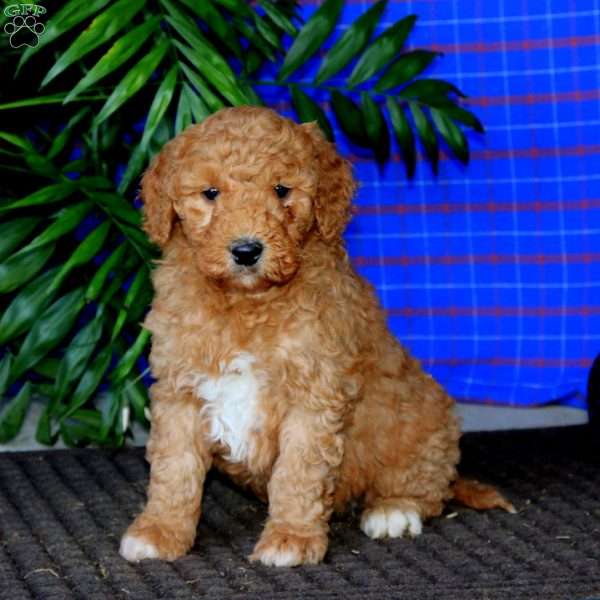 Davey, Mini Goldendoodle Puppy