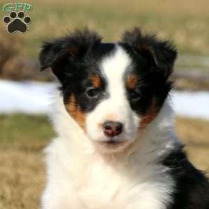 Davey, Sheltie Puppy