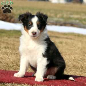 Davey, Sheltie Puppy