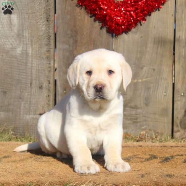 David, Yellow Labrador Retriever Puppy