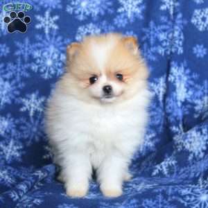 Pomeranian Puppies For Sale - Greenfield Puppies