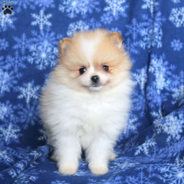 David, Pomeranian Puppy