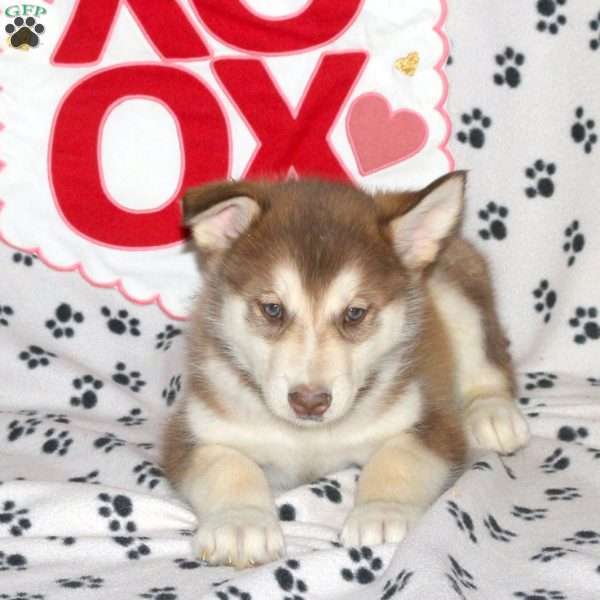 Dax, Alaskan Malamute Puppy