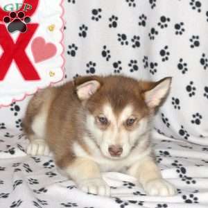 Dax, Alaskan Malamute Puppy