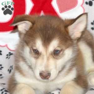 Dax, Alaskan Malamute Puppy