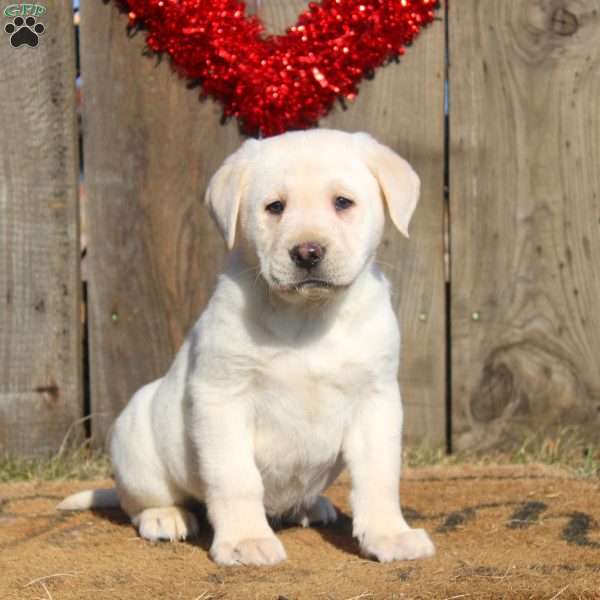 Dean, Yellow Labrador Retriever Puppy