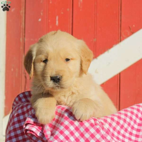 Deandre, Golden Retriever Puppy