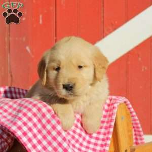 Deandre, Golden Retriever Puppy