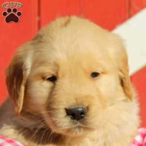 Deandre, Golden Retriever Puppy