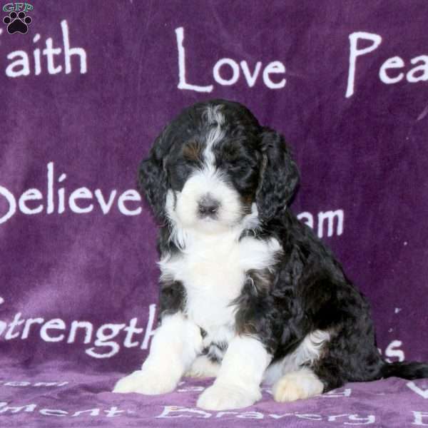 Debbie, Standard Poodle Mix Puppy