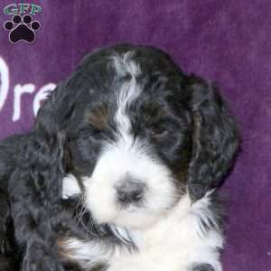 Debbie, Standard Poodle Mix Puppy