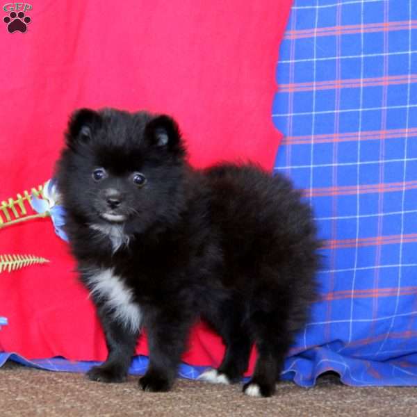 Debbie, Pomeranian Puppy