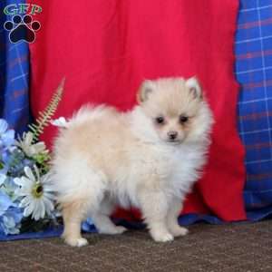 Pomeranian Puppies For Sale - Greenfield Puppies