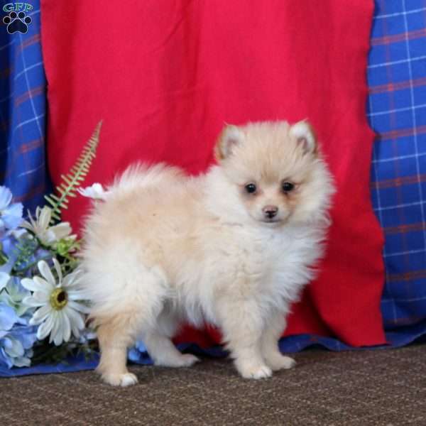 Deborah, Pomeranian Puppy