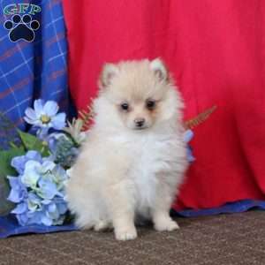 Deborah, Pomeranian Puppy