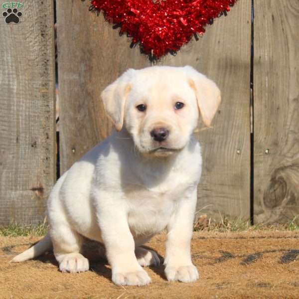 Declan, Yellow Labrador Retriever Puppy