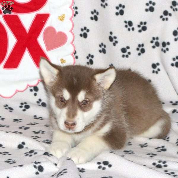 Della, Alaskan Malamute Puppy