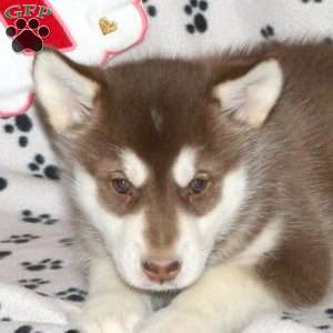 Della, Alaskan Malamute Puppy