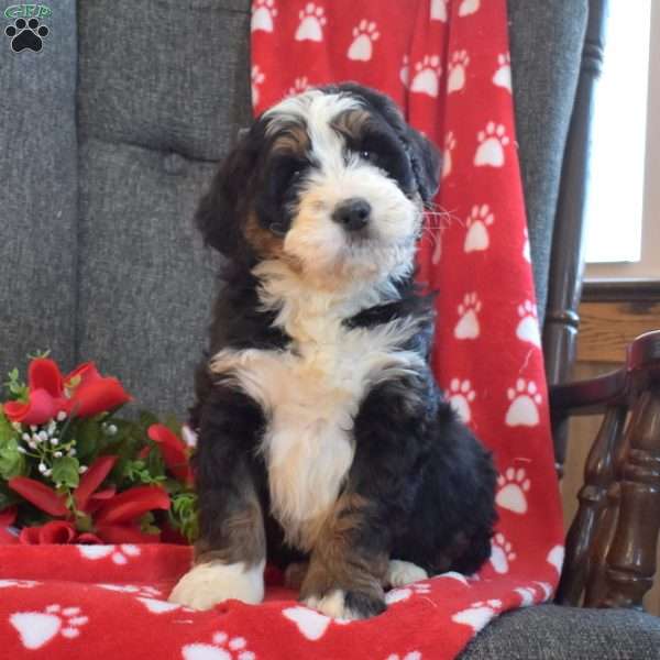 Deputy, Bernedoodle Puppy