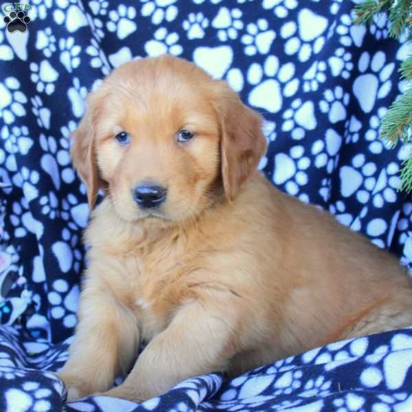 Derek, Golden Retriever Puppy