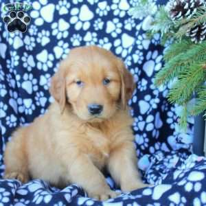 Derek, Golden Retriever Puppy