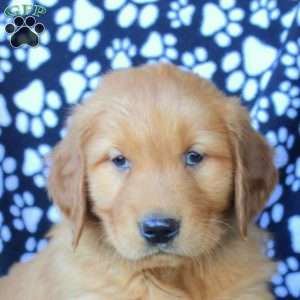 Derek, Golden Retriever Puppy