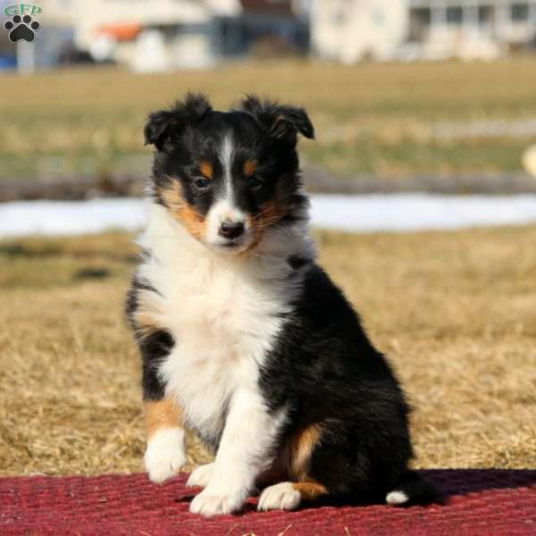 Derek, Sheltie Puppy