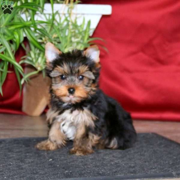 Derek, Yorkie Puppy