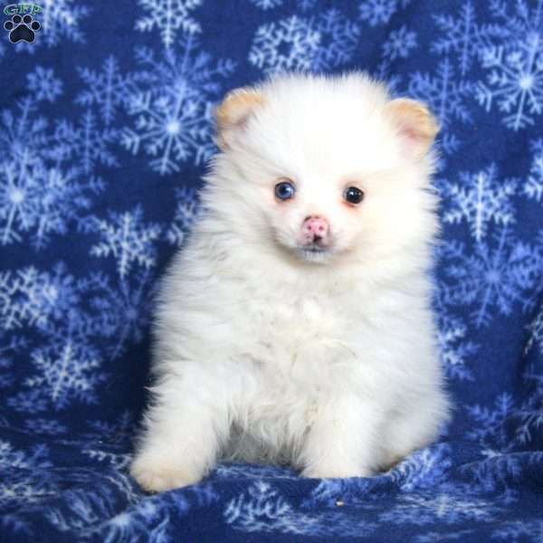 Desert, Pomeranian Puppy