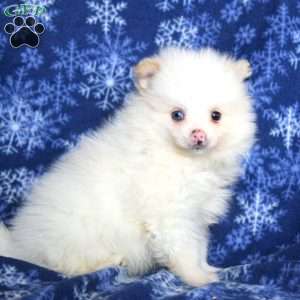 Desert, Pomeranian Puppy