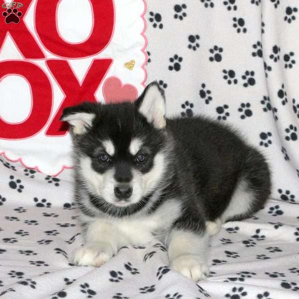 Desmond, Alaskan Malamute Puppy