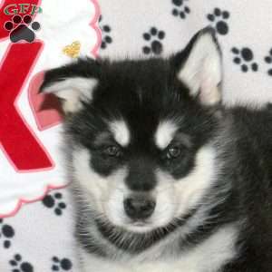 Desmond, Alaskan Malamute Puppy