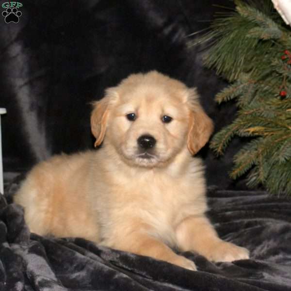 Destiny, Golden Retriever Puppy