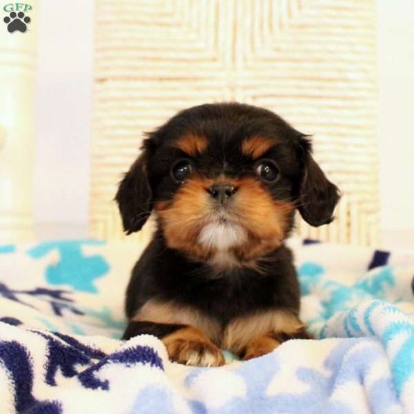 Destiny, Cavalier King Charles Spaniel Puppy