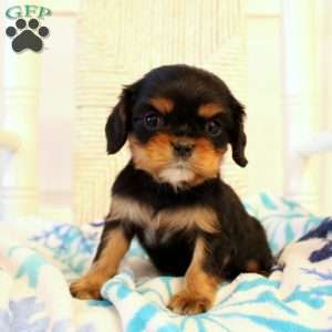 Destiny, Cavalier King Charles Spaniel Puppy